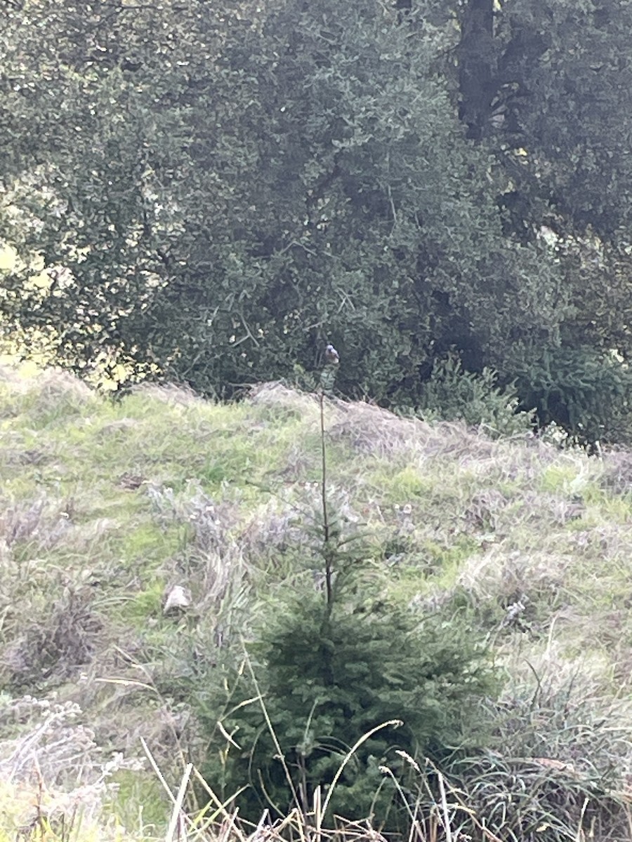 Western Bluebird - ML646318833