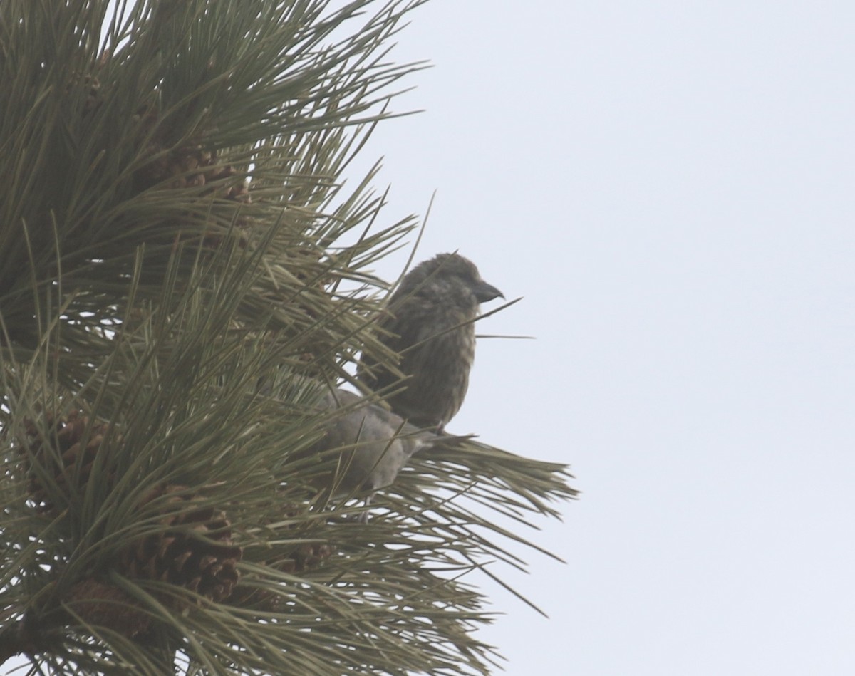 Red Crossbill - ML646318835