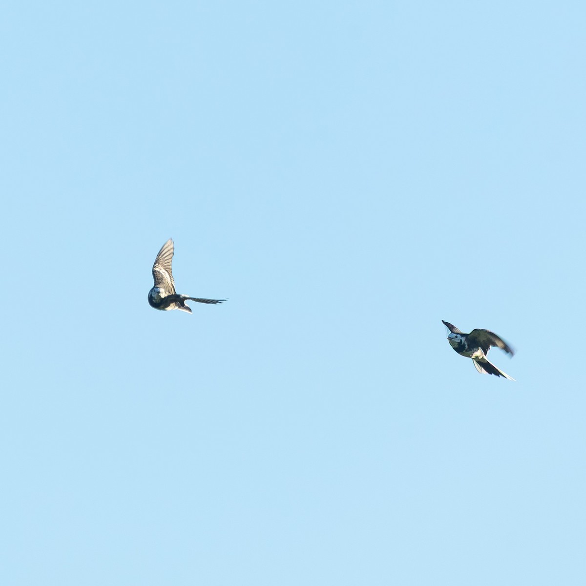 White Wagtail (British) - ML646318836