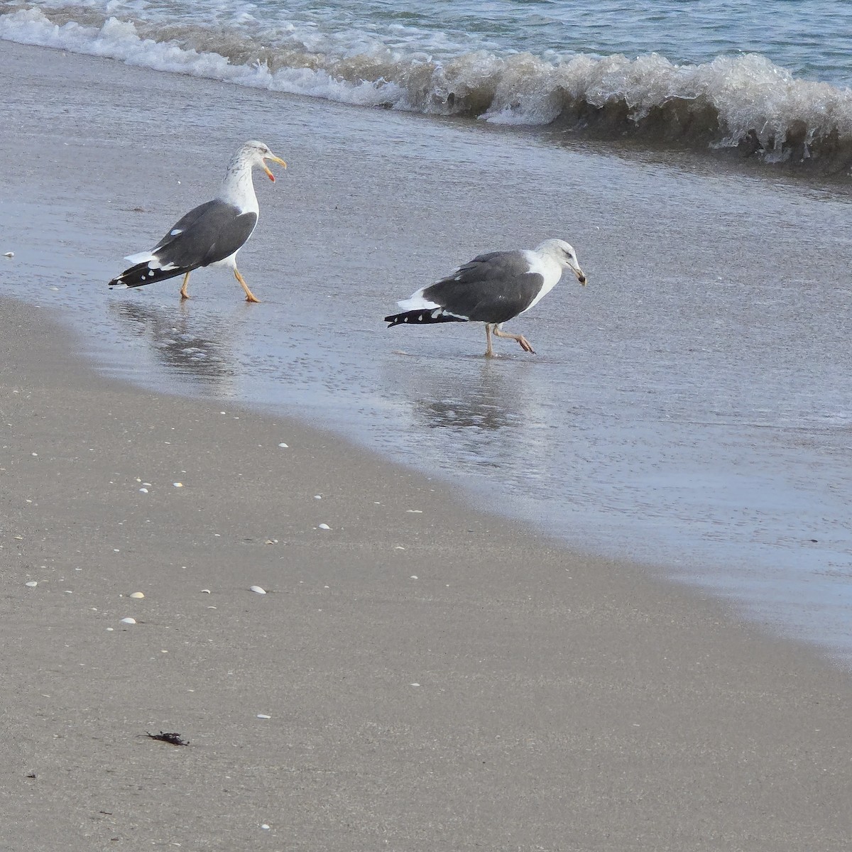 Lesser Black-backed Gull - ML646318837