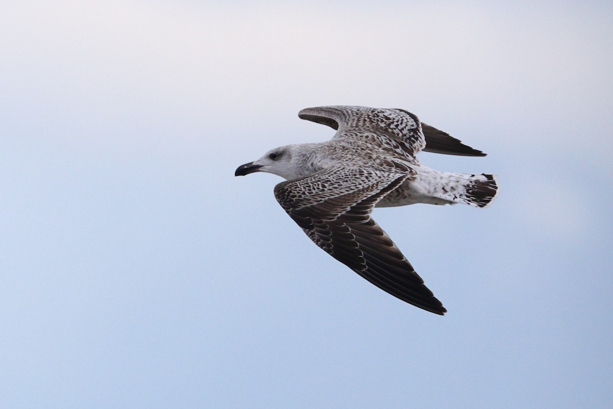 Great Black-backed Gull - ML646318838