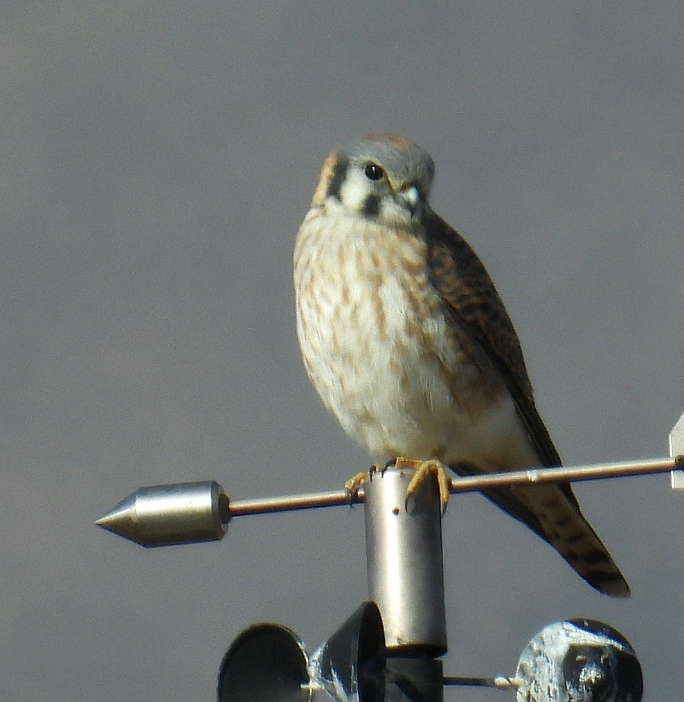 American Kestrel - ML646318839