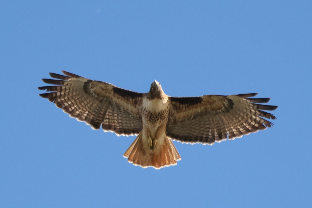 Red-tailed Hawk - ML646318840