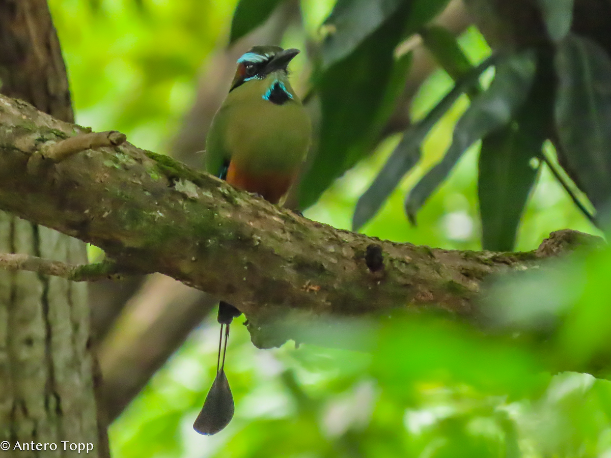 Turquoise-browed Motmot - ML646318841