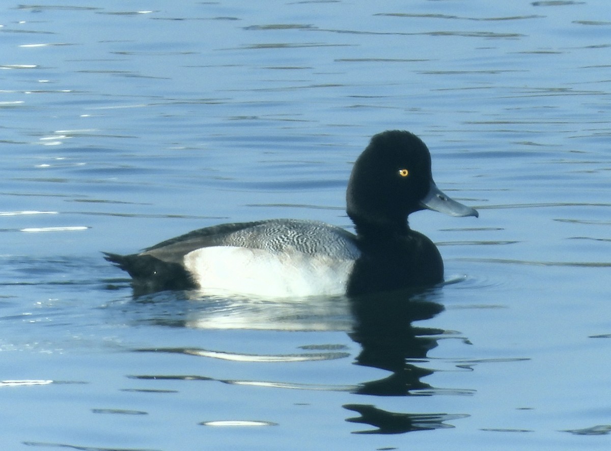 Lesser Scaup - ML646318842