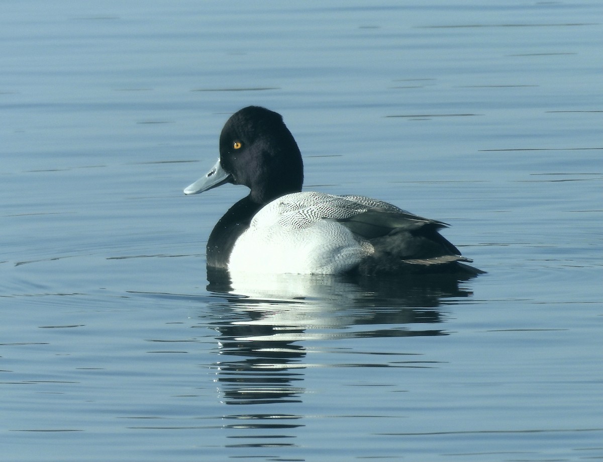 Lesser Scaup - ML646318843