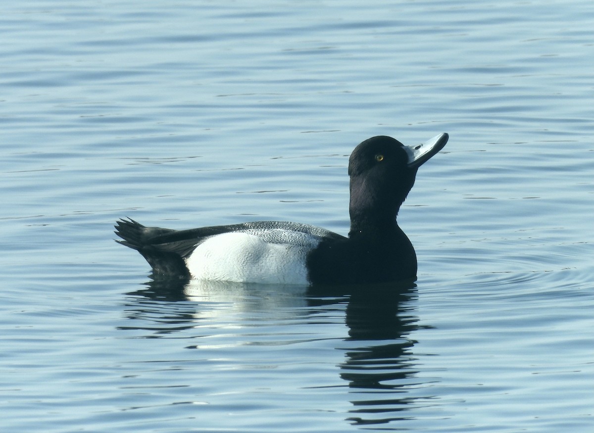 Lesser Scaup - ML646318844