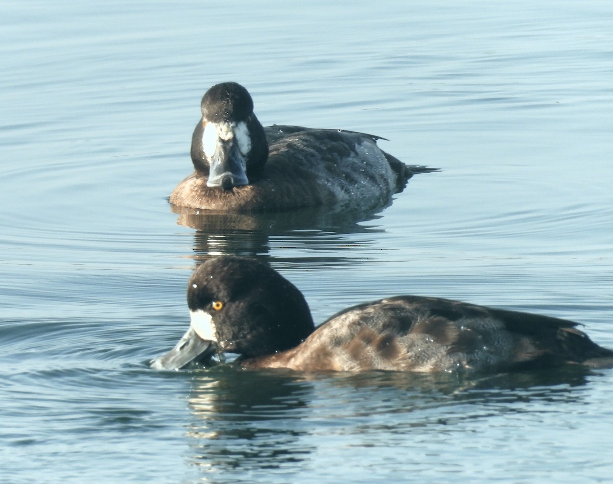 Lesser Scaup - ML646318845