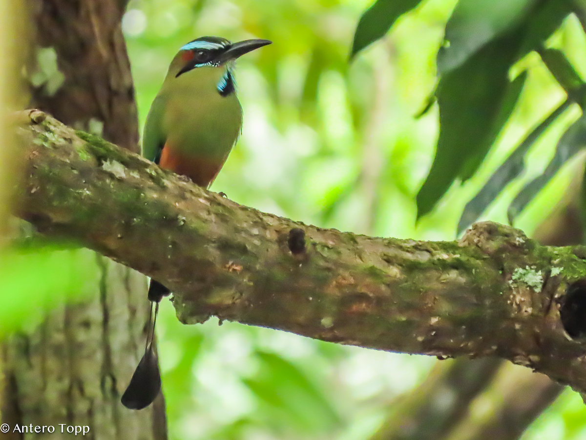 Turquoise-browed Motmot - ML646318846