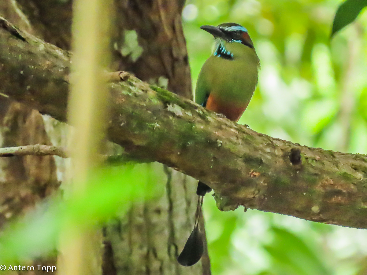 Turquoise-browed Motmot - ML646318847
