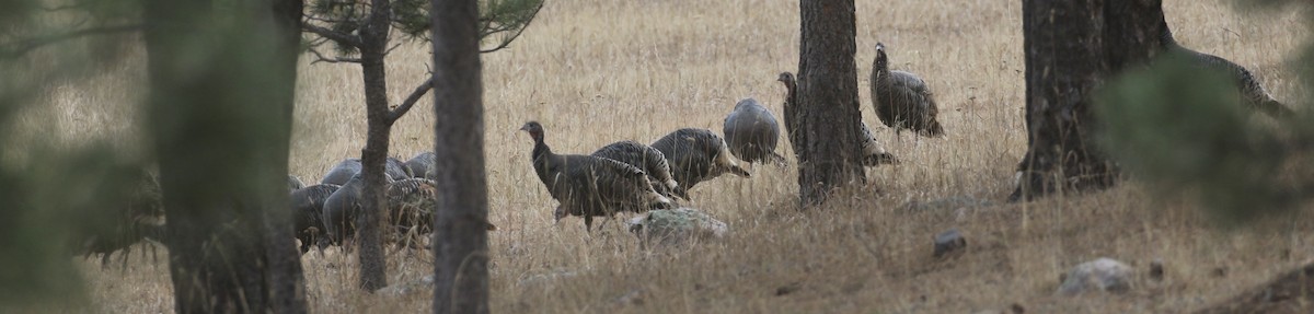 krocan divoký - ML646318848