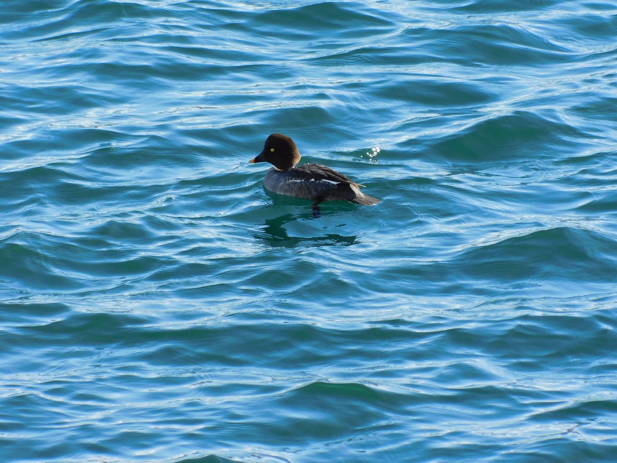Common Goldeneye - ML646318849