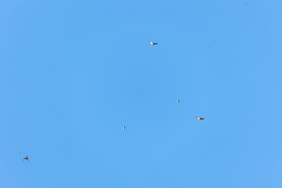 Eurasian Linnet - ML646318851