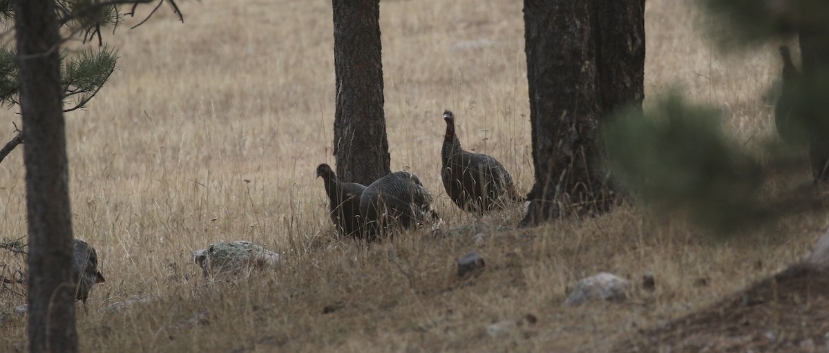 krocan divoký - ML646318853