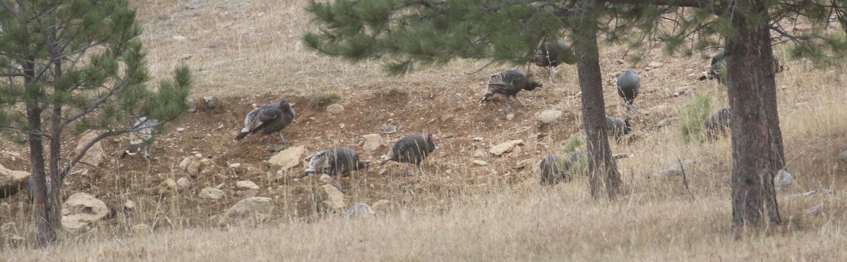 krocan divoký - ML646318854