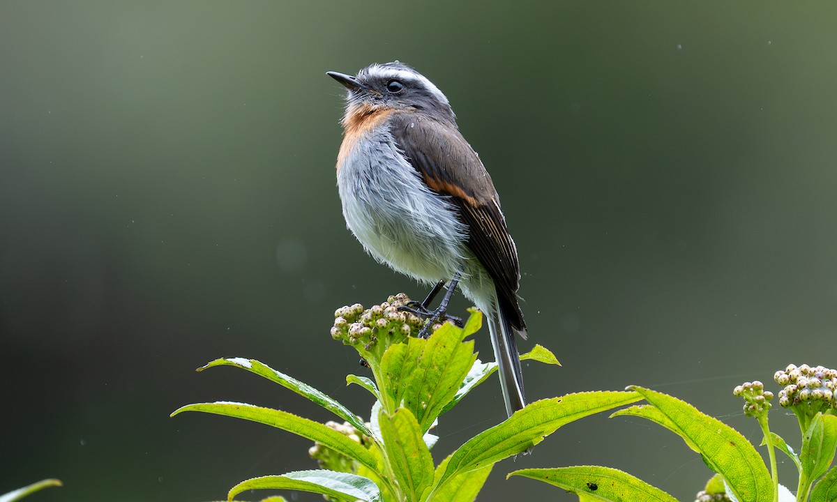 Rufous-breasted Chat-Tyrant - ML646318860