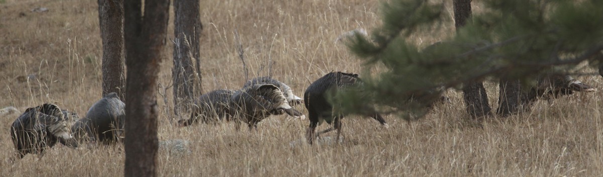 krocan divoký - ML646318861