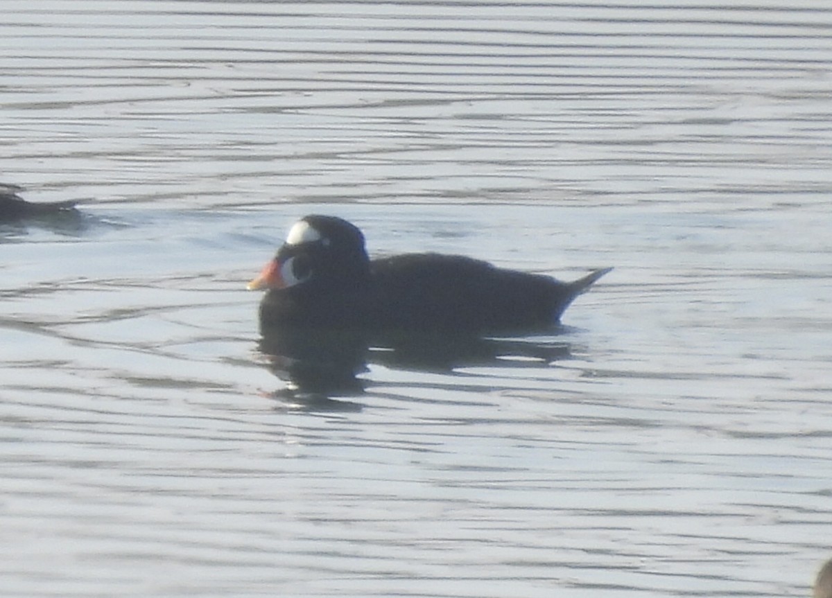 turpan pestrozobý - ML646318862