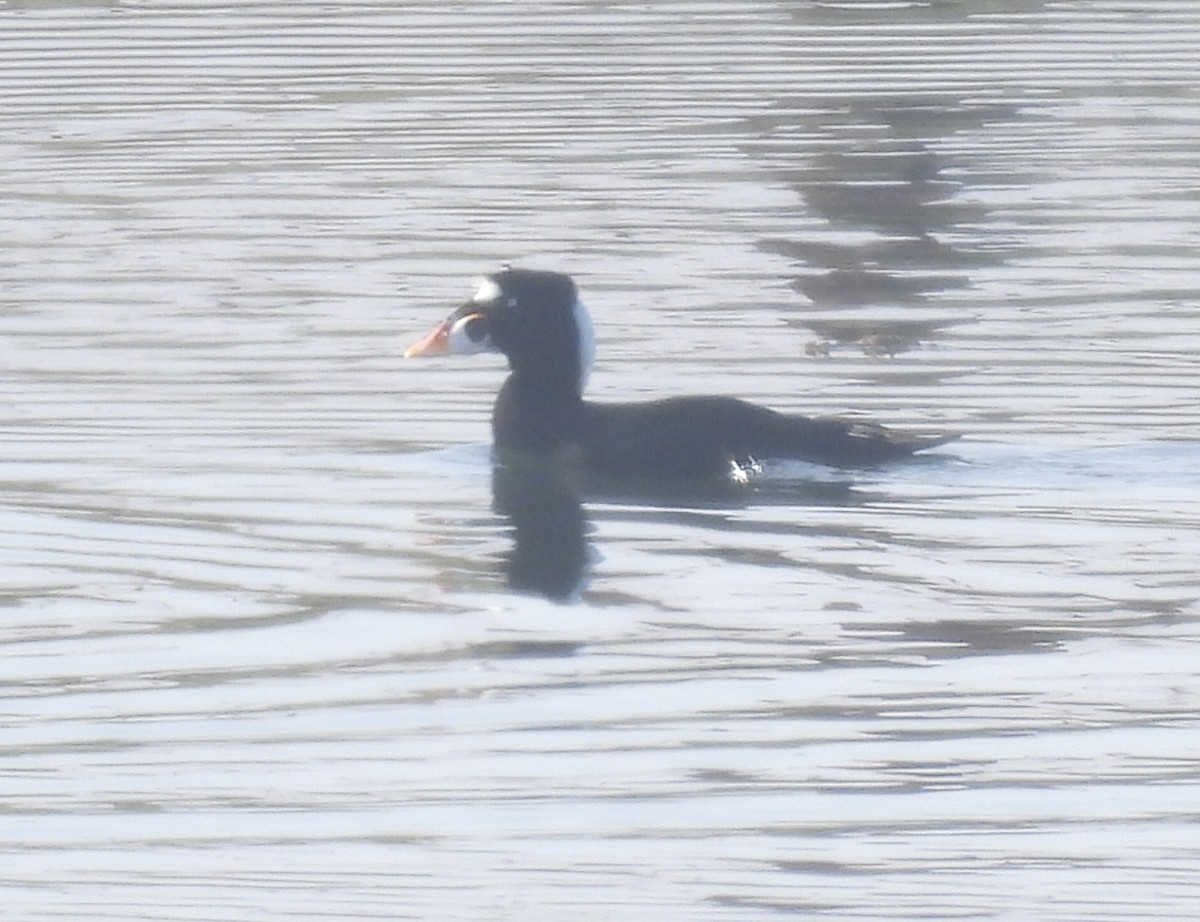 turpan pestrozobý - ML646318863