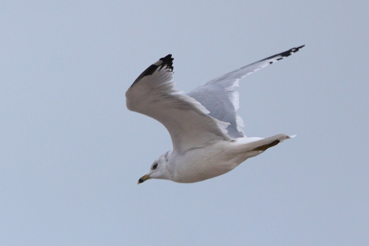 Ring-billed Gull - ML646318864