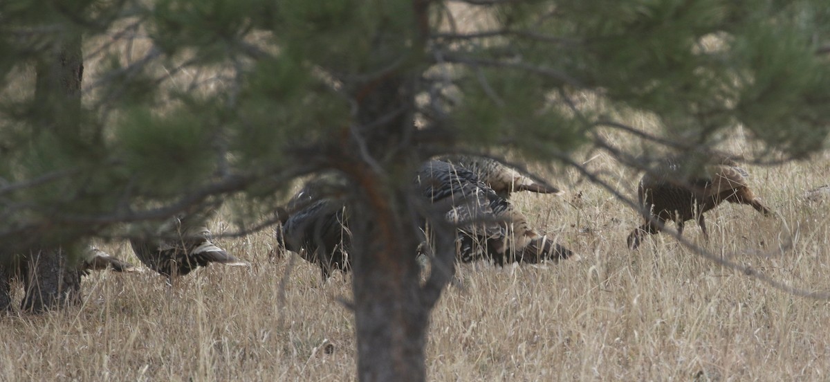 krocan divoký - ML646318865