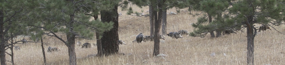 krocan divoký - ML646318866