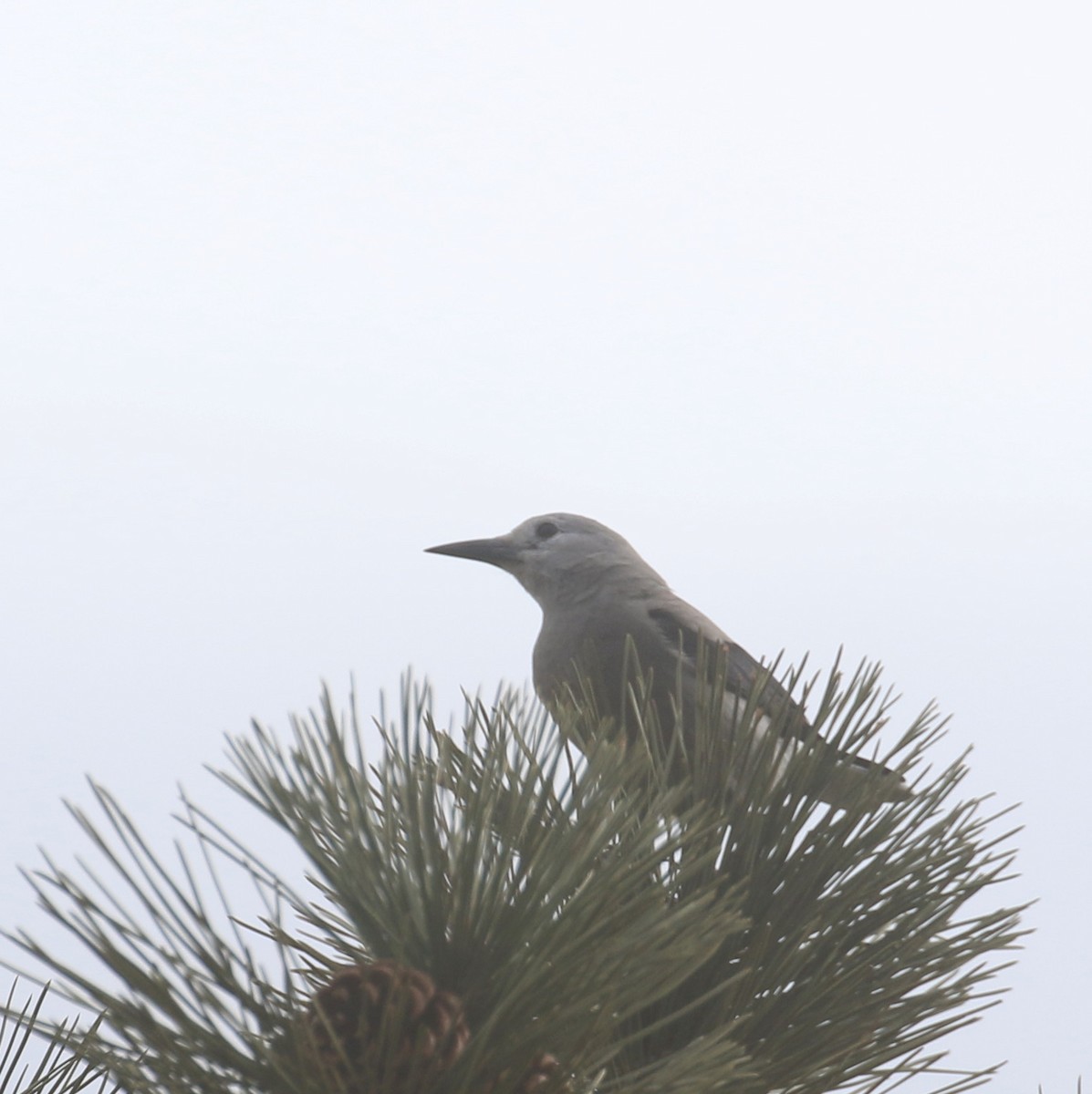 ořešník americký - ML646318872