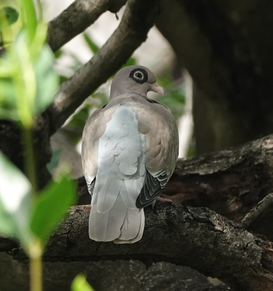 アオメバト - ML646318875