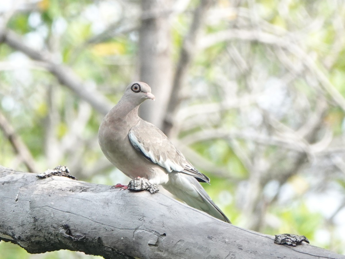 アオメバト - ML646318877