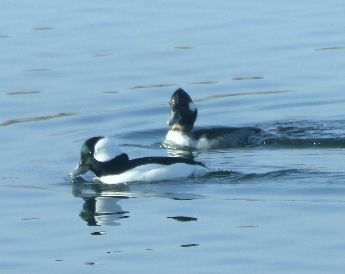 hohol bělavý - ML646318879