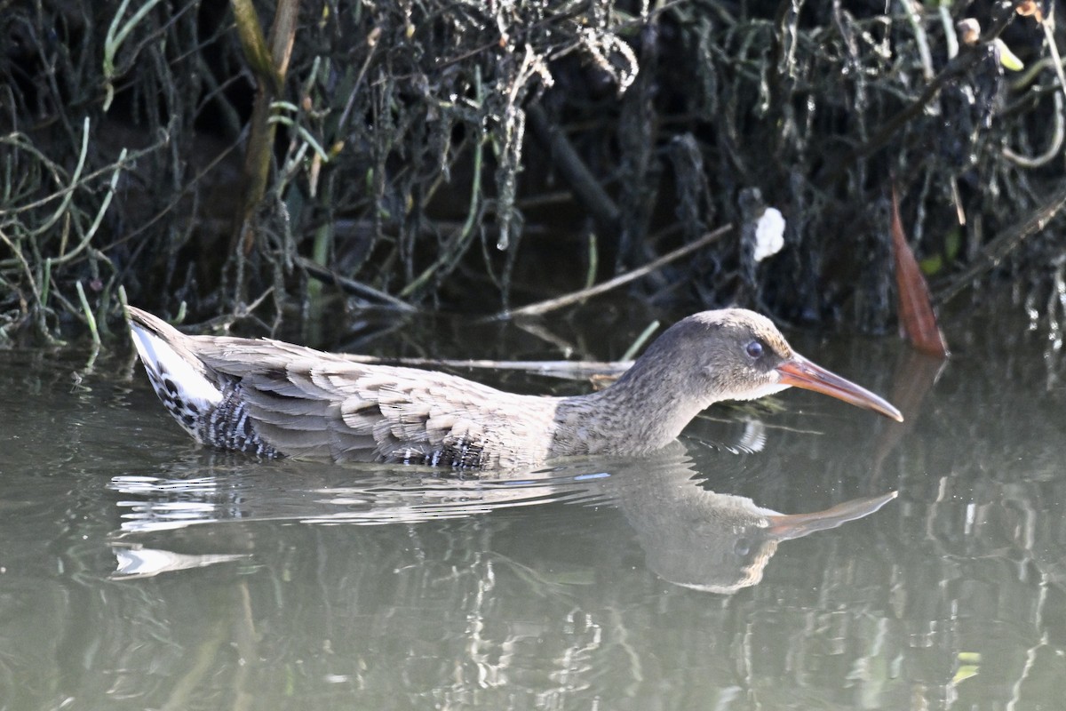 chřástal kalifornský - ML646318881