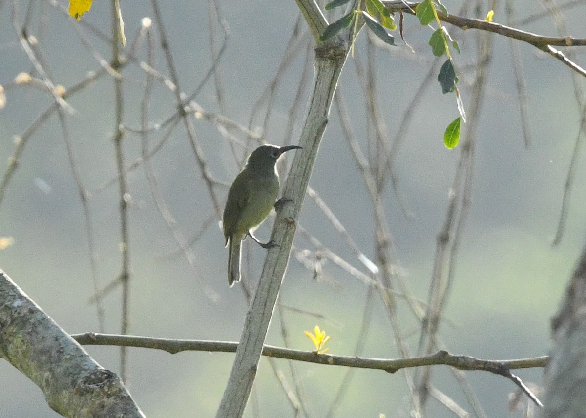 Brown Honeyeater - ML646318882