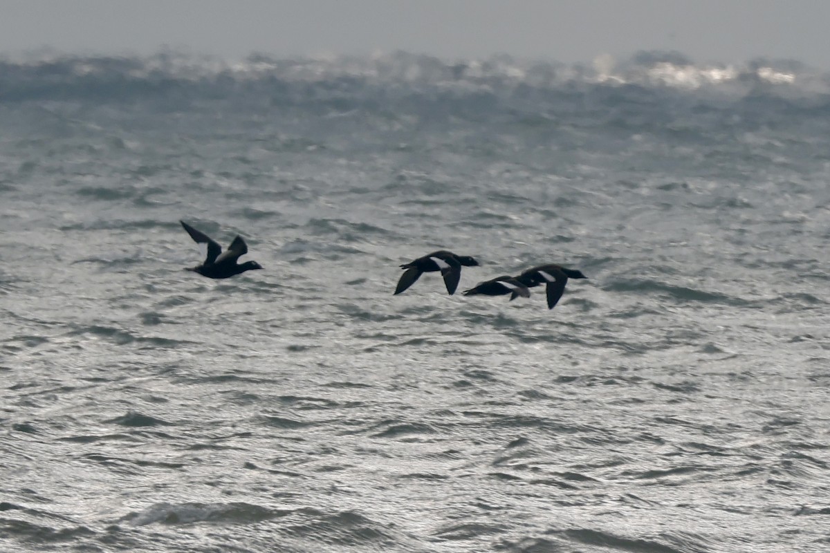 White-winged Scoter - ML646318883