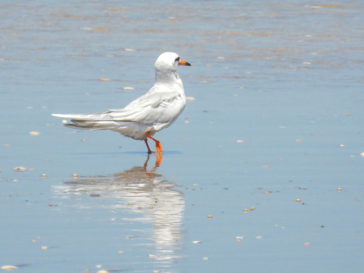 rybák bělohlavý - ML646318884