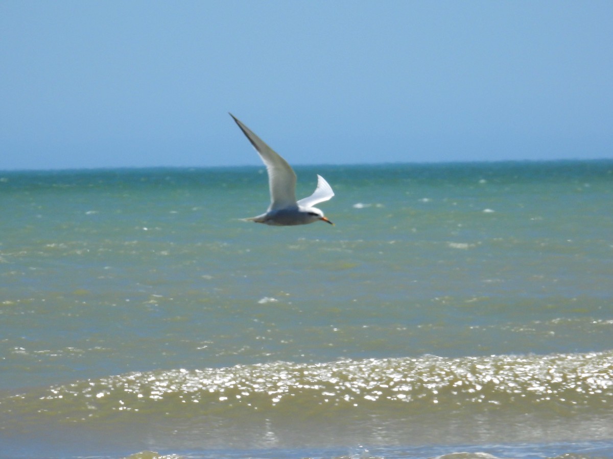 rybák bělohlavý - ML646318885