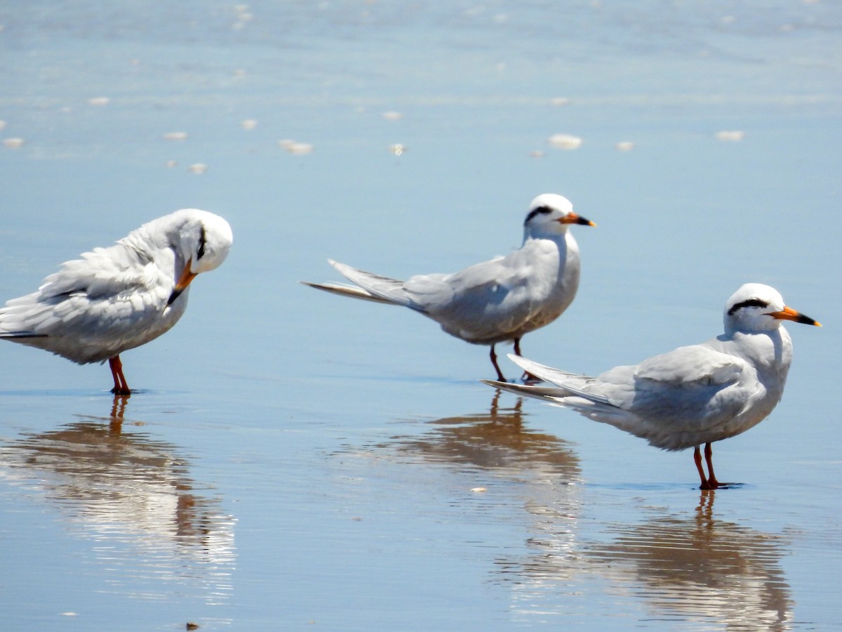 rybák bělohlavý - ML646318886