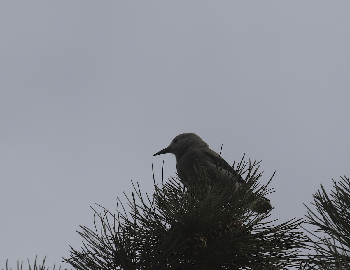 ořešník americký - ML646318894