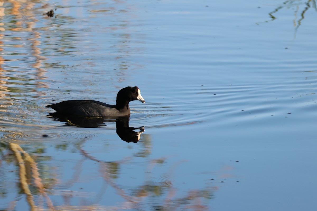 Лиска американська - ML646318895