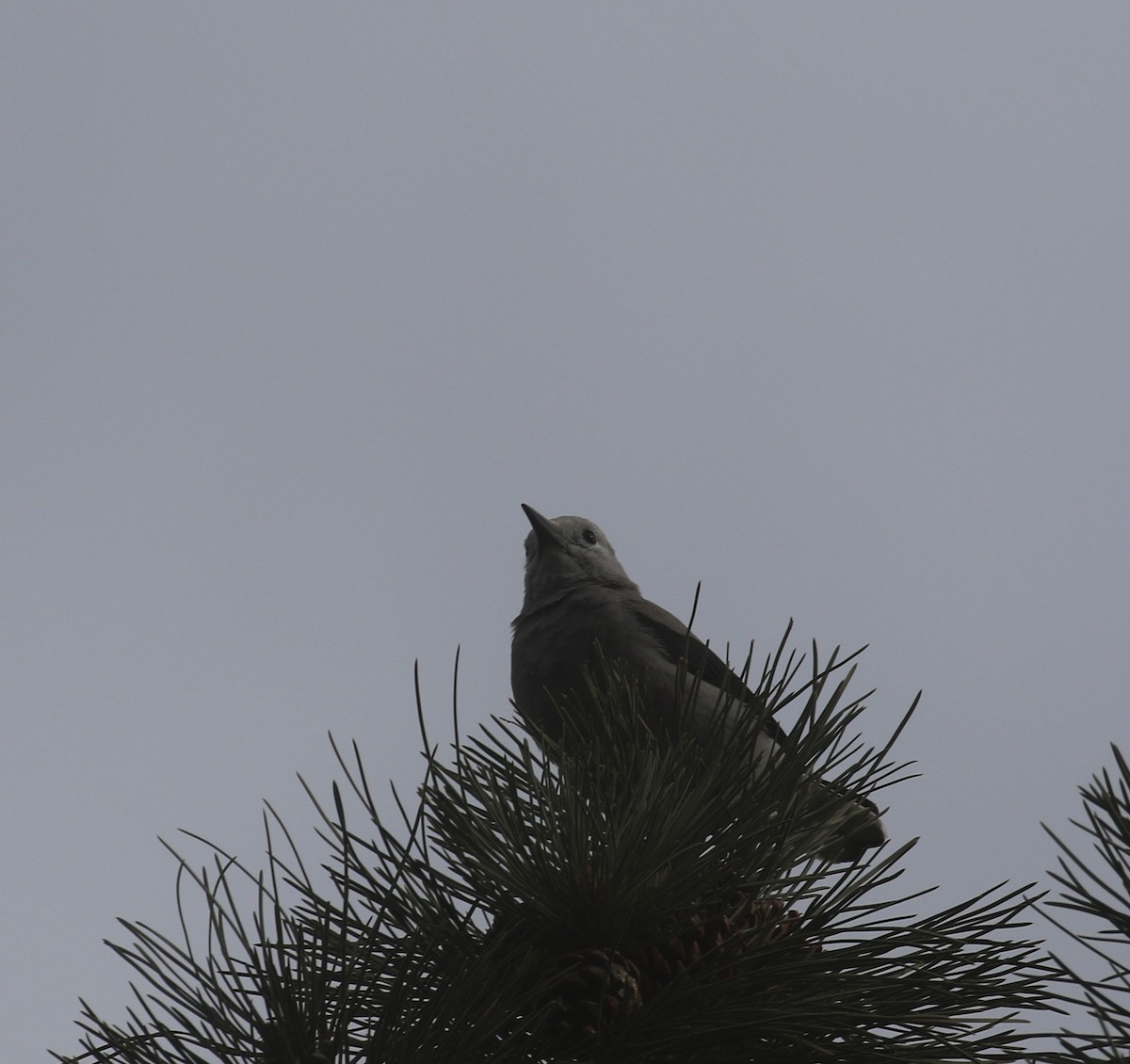 ořešník americký - ML646318896