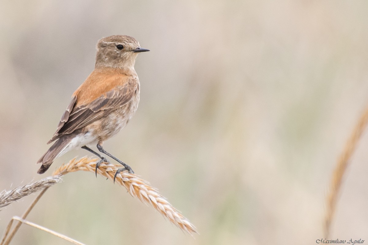 Austral Negrito - ML646318898