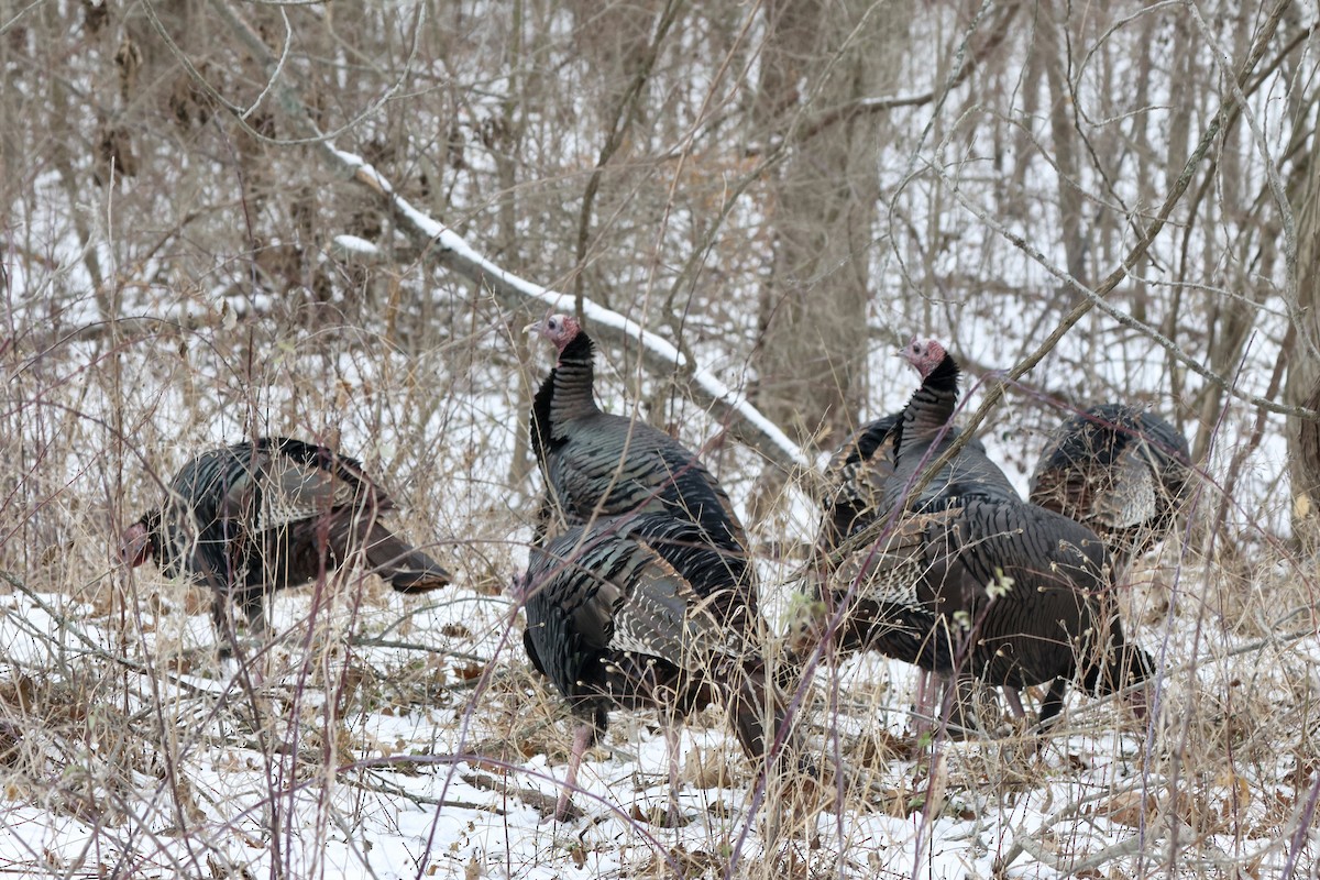 Wild Turkey - ML646318899