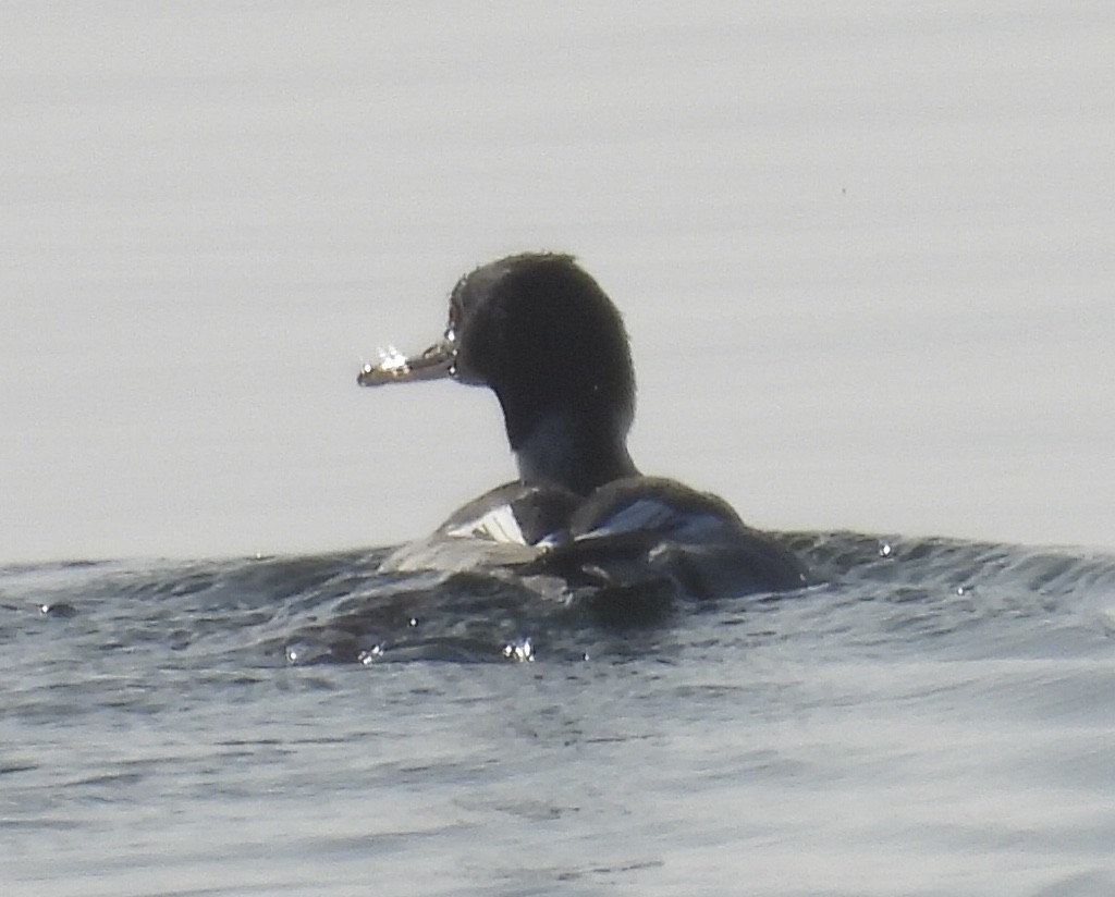 morčák chocholatý - ML646318900