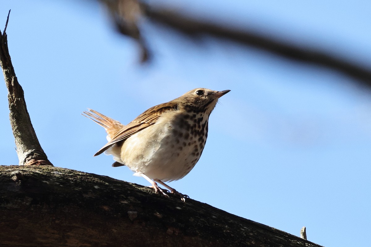 Hermit Thrush - ML646318902
