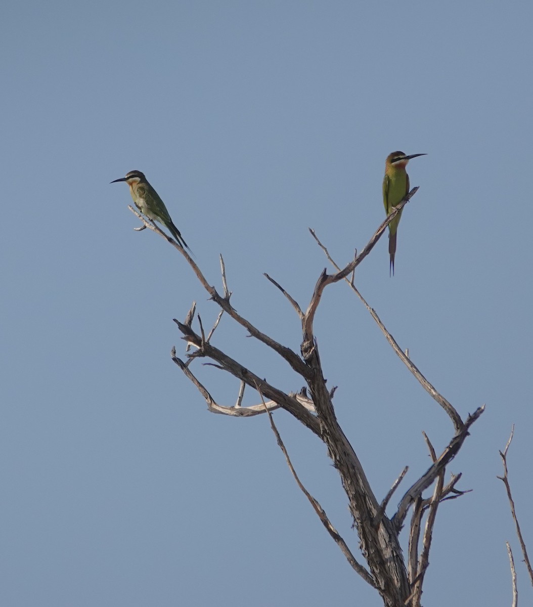 Olive Bee-eater - ML646318903