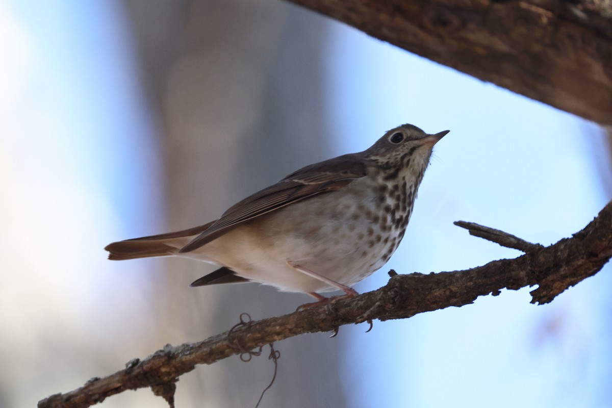 Hermit Thrush - ML646318904