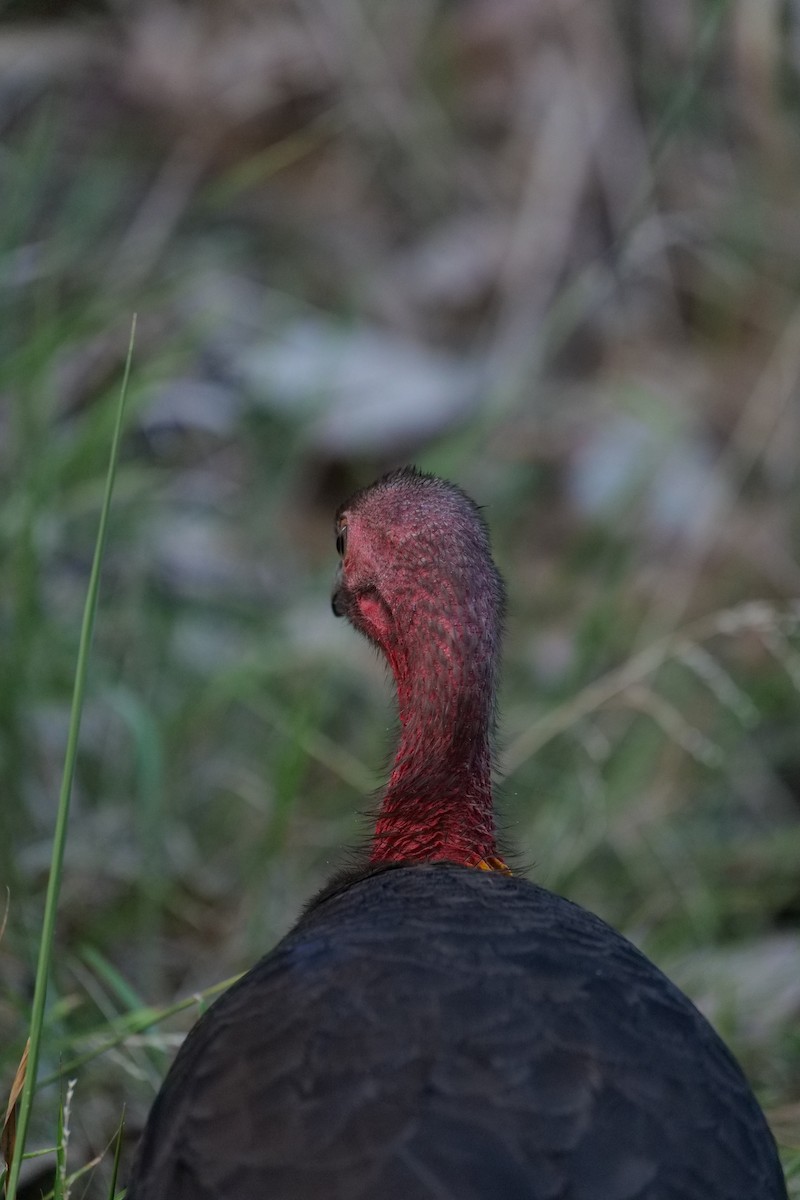 tabon brunátný - ML646318916