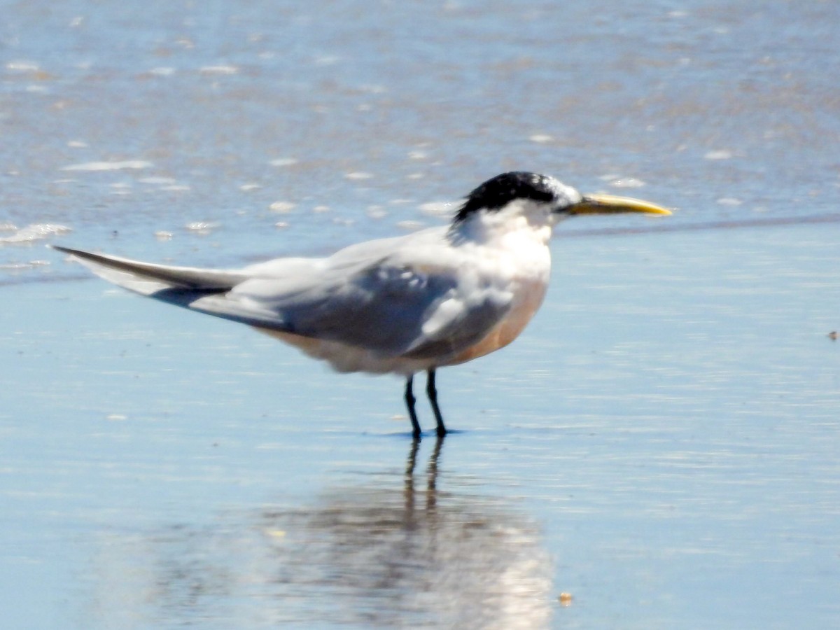 rybák severní - ML646318917