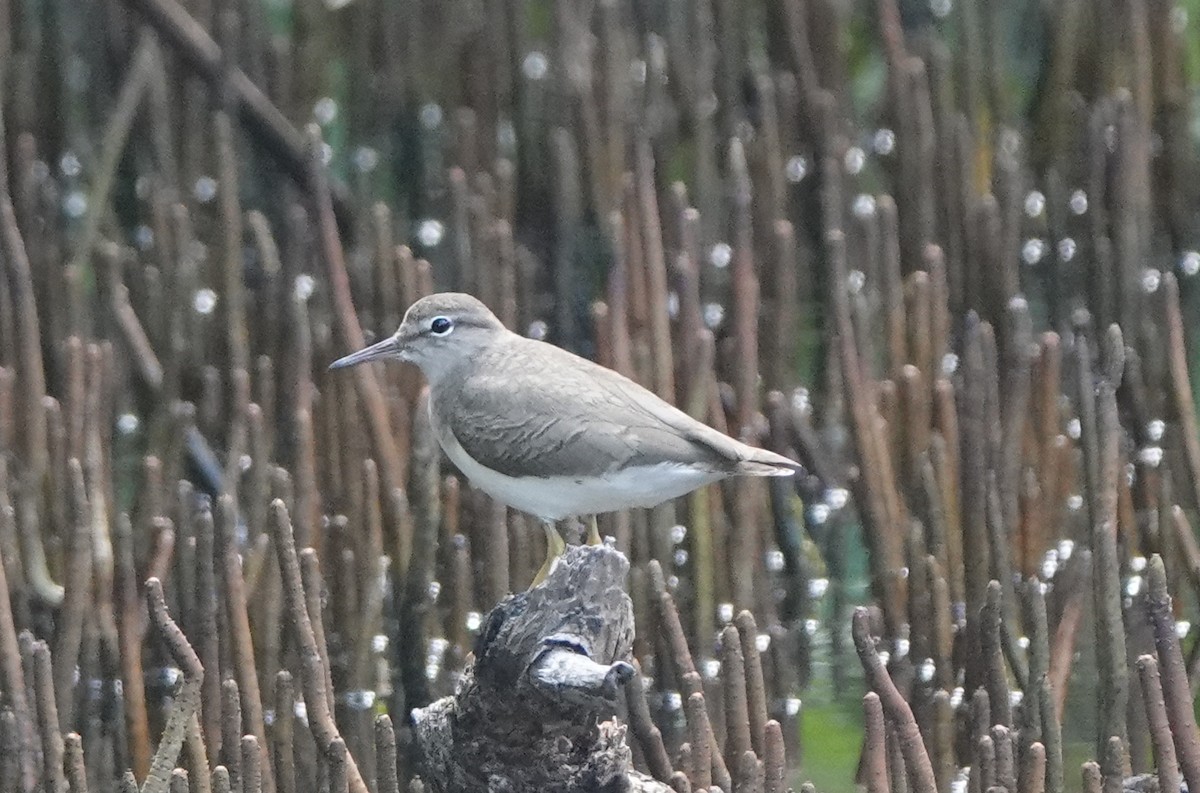 アメリカイソシギ - ML646318926