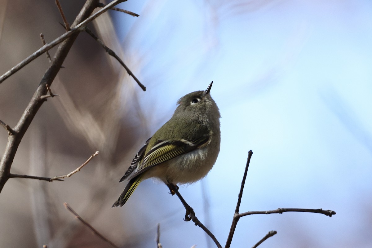 Ruby-crowned Kinglet - ML646318930