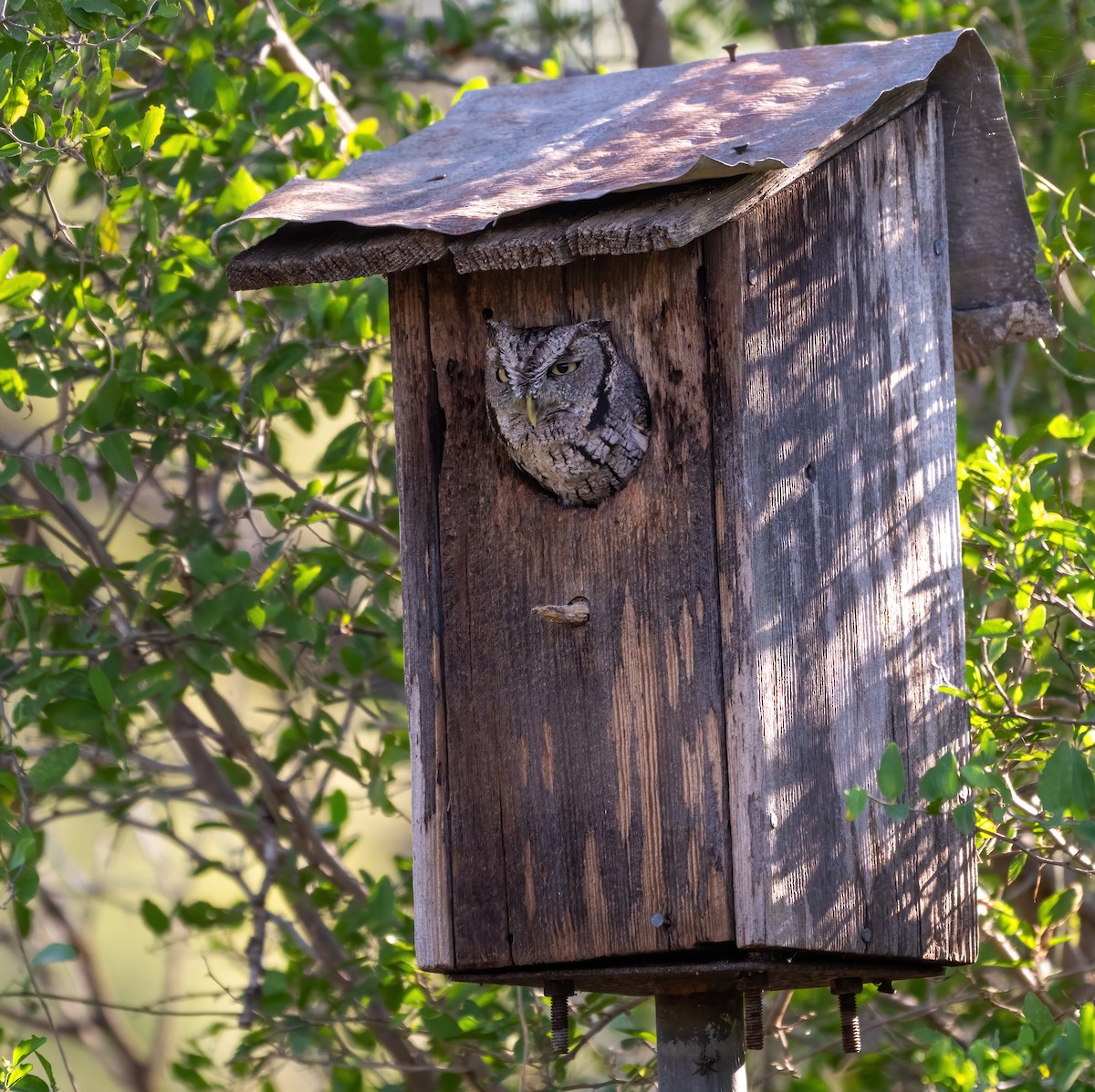 Eastern Screech-Owl - ML646318932